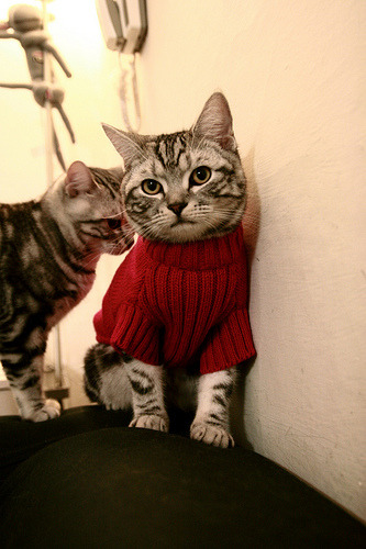 开云APP-猛龙火力全开轻取浙江，杜兰特传奇之夜刷新历史