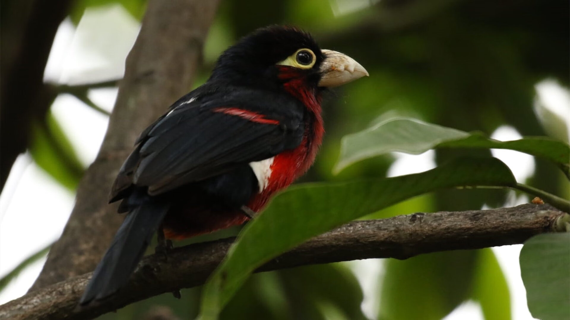 烈焰焚城!热火抢七死战末节逆转活塞