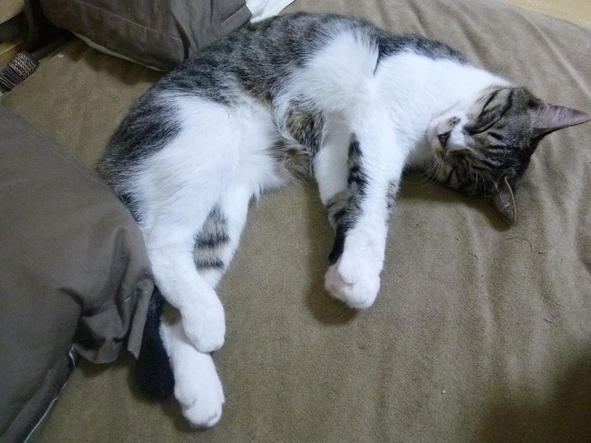 数据屠龙，意甲焦点战幕后，浙江队如何用算法斩落足球国王