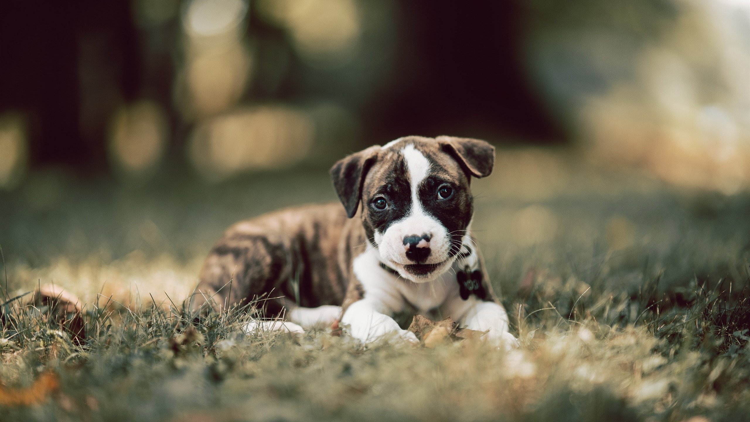 锡安巨兽掀翻东方小艇,鹈鹕风暴碾碎上海幻象