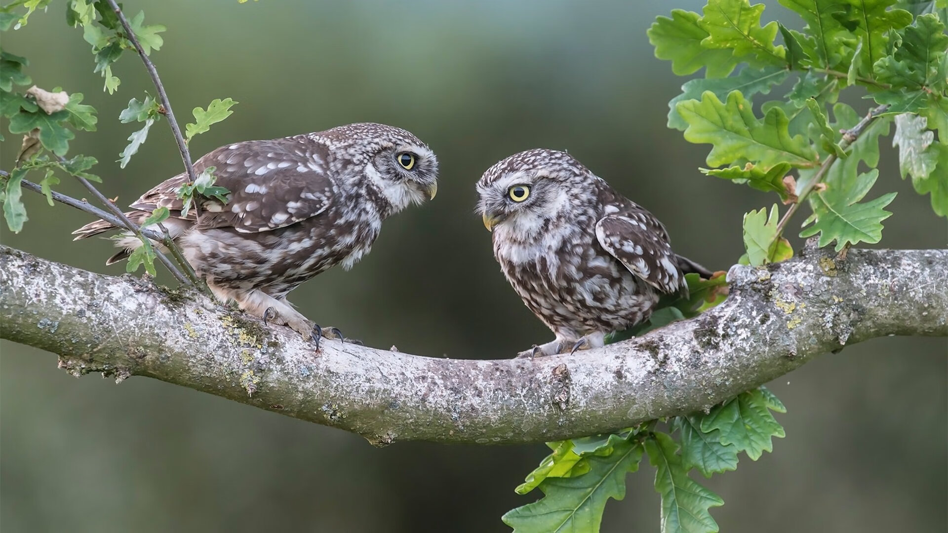 开云体育官网-硬仗中的辉煌，美国力克瑞士，弗拉霍维奇压力下爆发铸就传奇