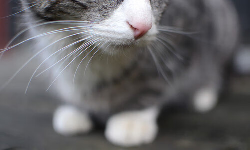 开云体育APP下载-街道狂飙与篮下风暴，极限竞技的双重奏