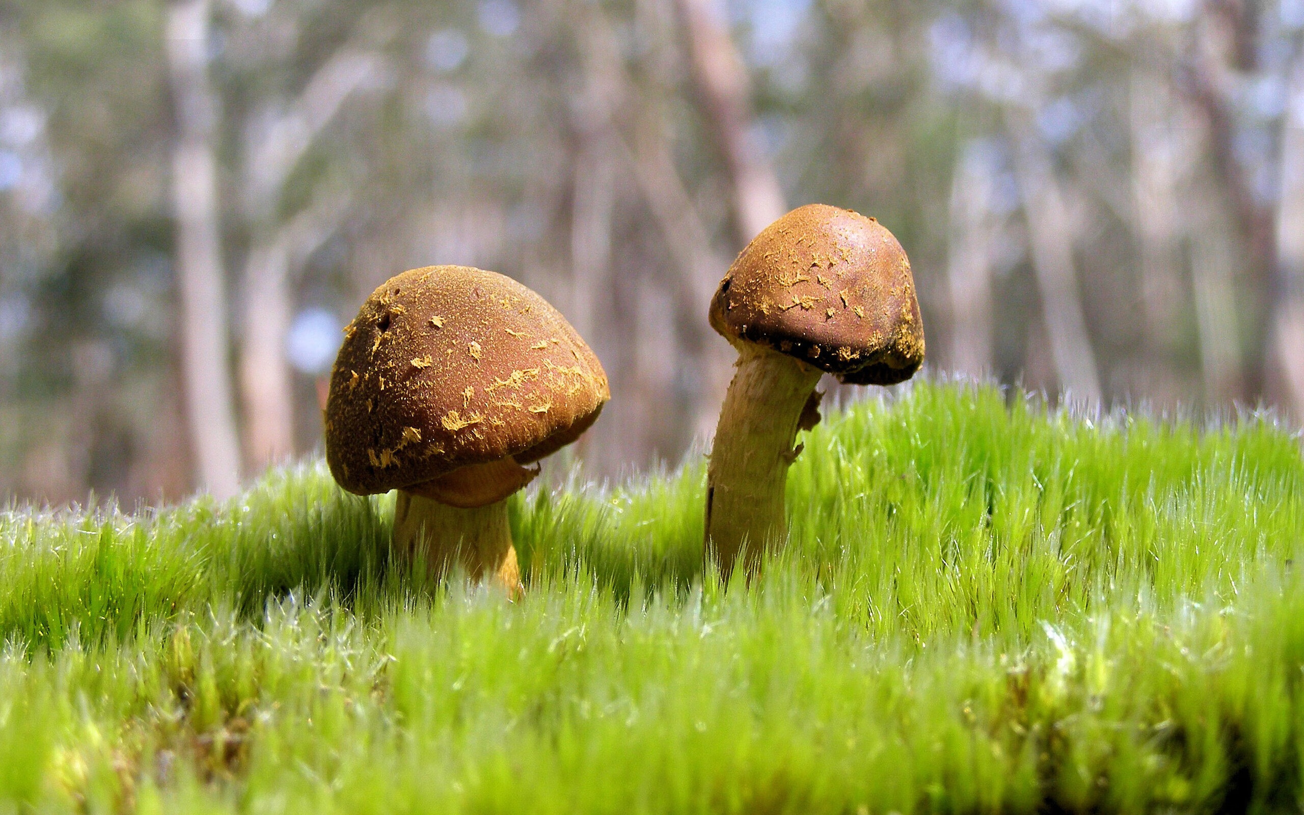 西甲国家德比焦点战与瑞典碾压瑞士，足球盛宴的双重震撼