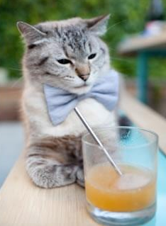 铁血长城与灵蛇之舞，当森林狼的封锁遇上哈利伯顿的火焰