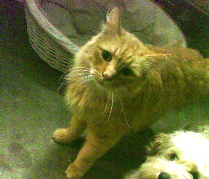 开云官网-冰火之战！小贾伦·杰克逊用烈焰灼穿底特律寒夜