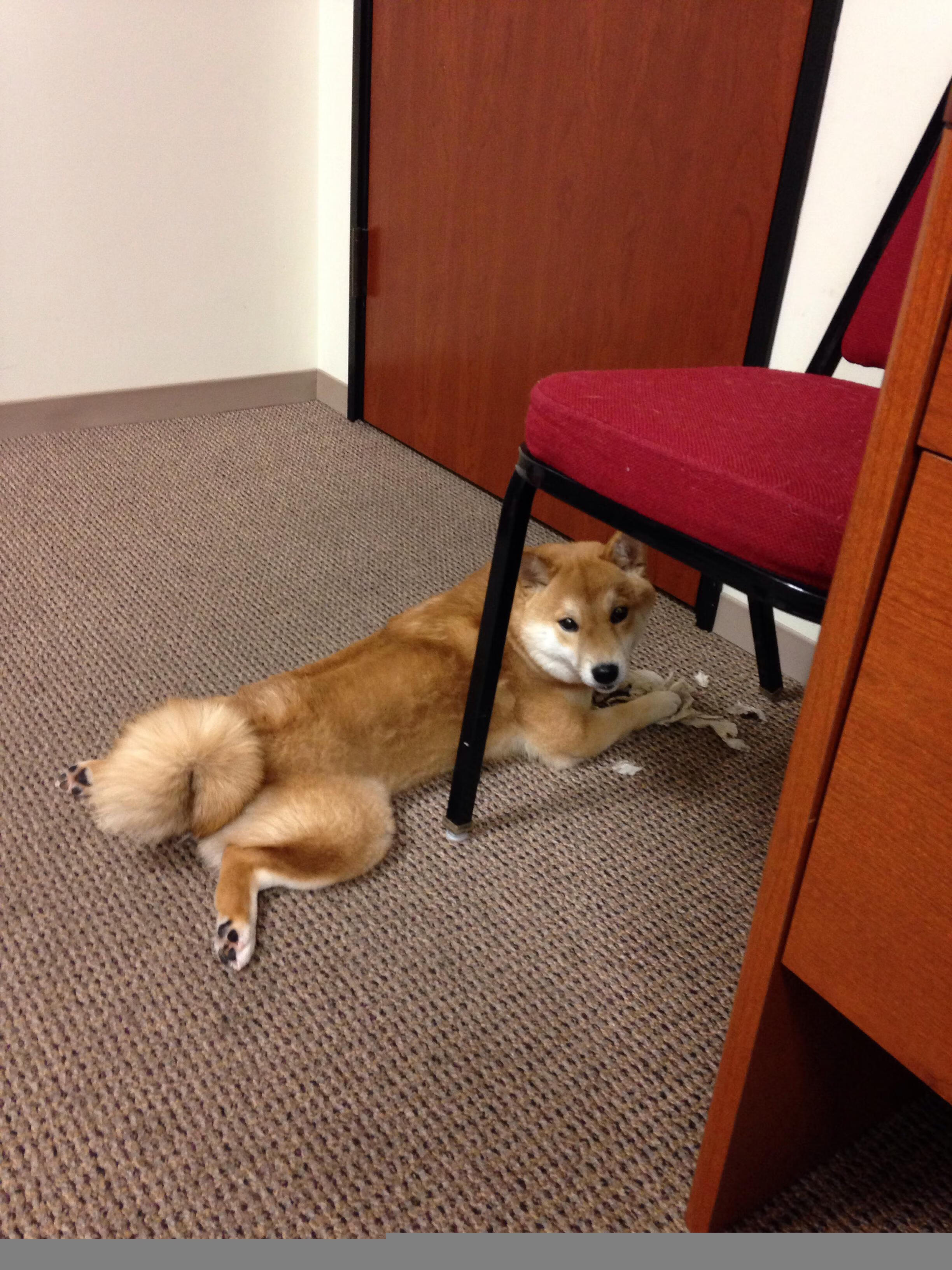 武切维奇之夜,鹈鹕末节狂飙带走湖人,新奥尔良再书传奇