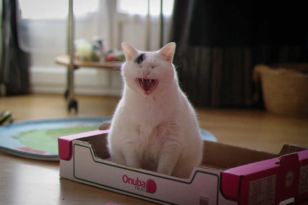 铁蹄踏碎奇才防线,欧文攻防一体诠释现代篮球美学