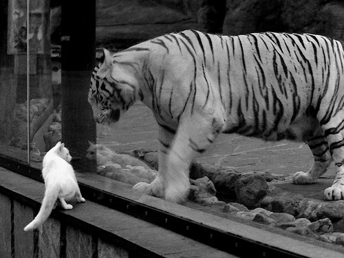 恩佐的无声交响，一块磐石如何让塞内加尔压制爱尔兰？