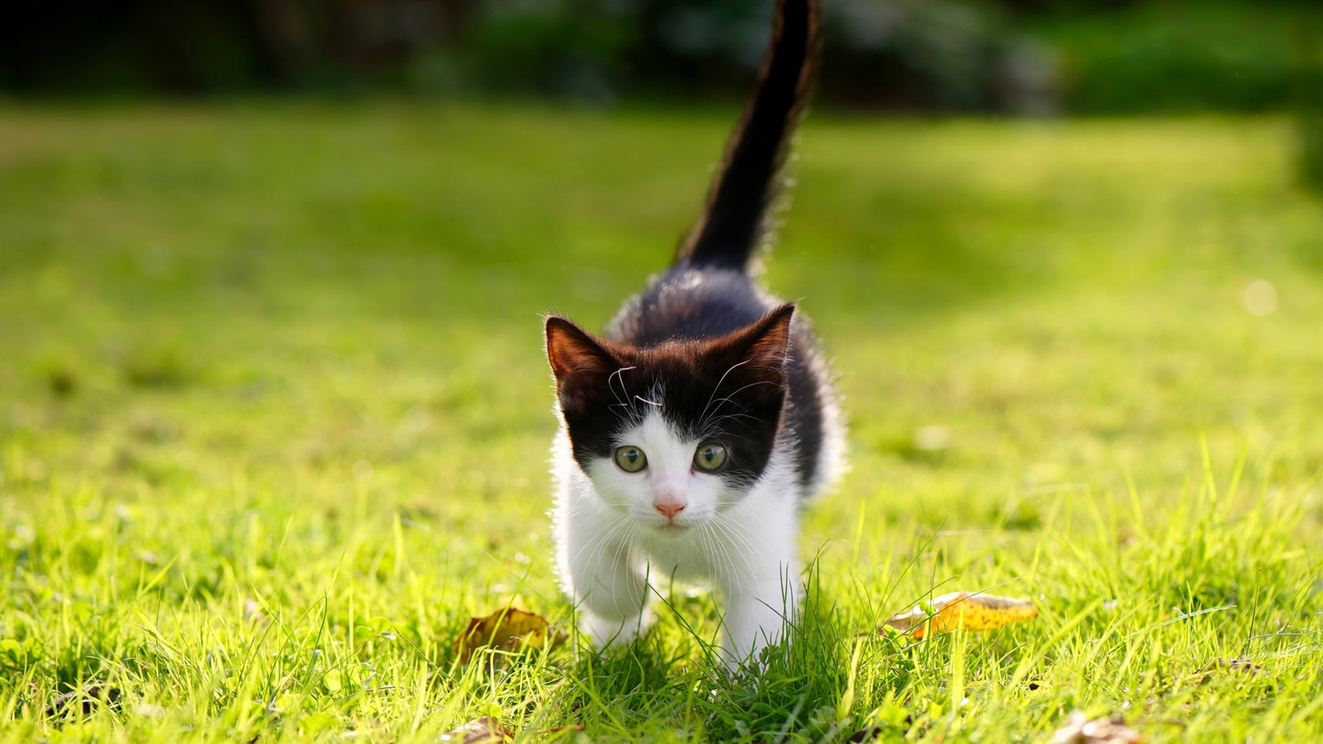 从伯纳乌到篮球馆，森林狼的欧冠式冲击如何冲垮深圳队