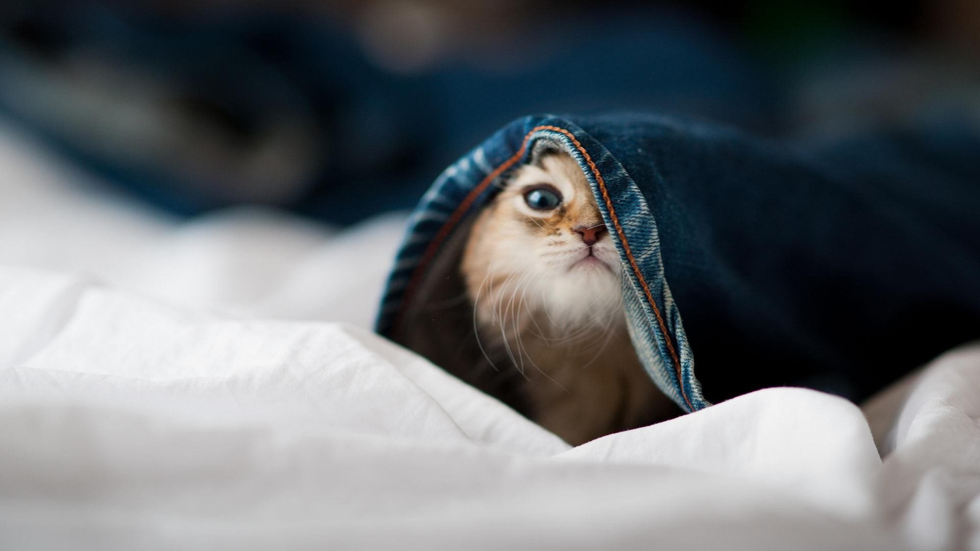 跨界统治者,当马竞节奏遇上NBA总决赛的坎特式接管