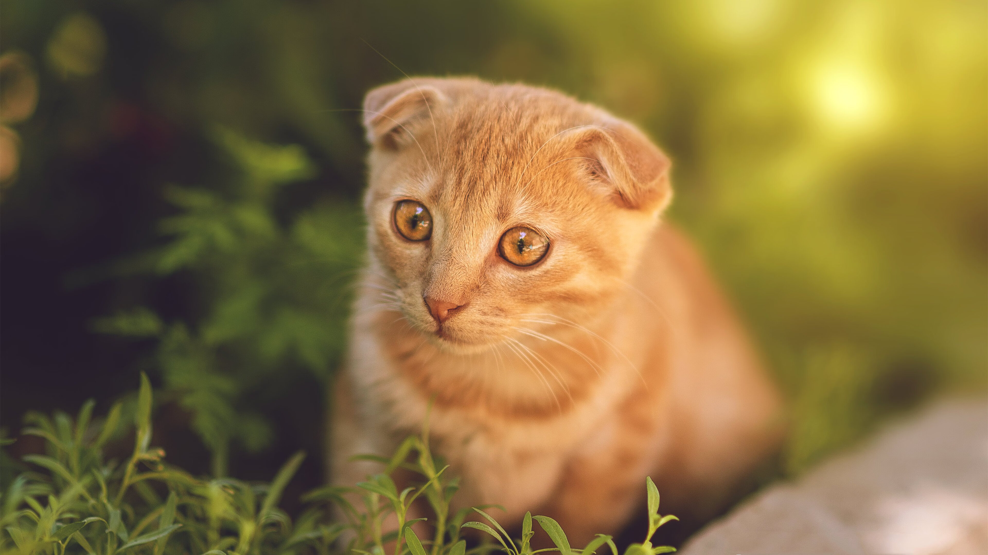 哈登状态火热,广东队主场大胜吉林队