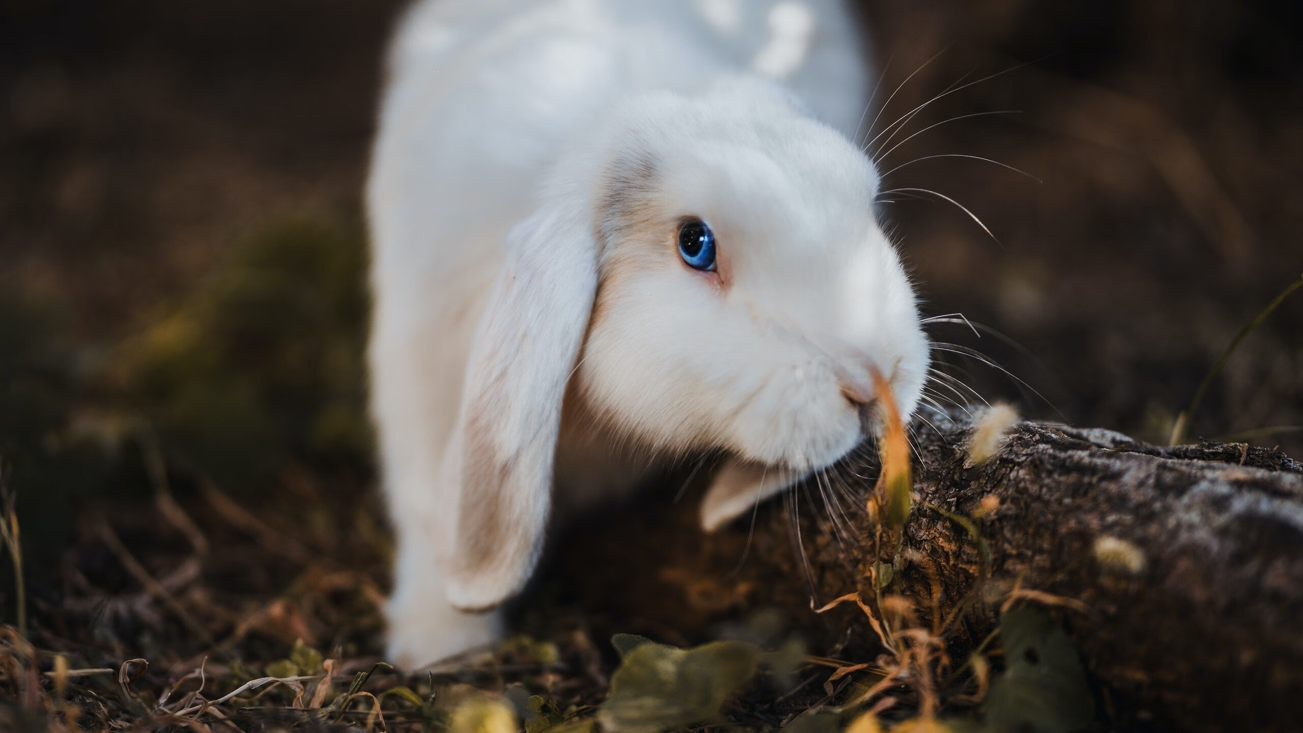 晋风破粤,山西历史性击溃广东,或将打破垄断时代?