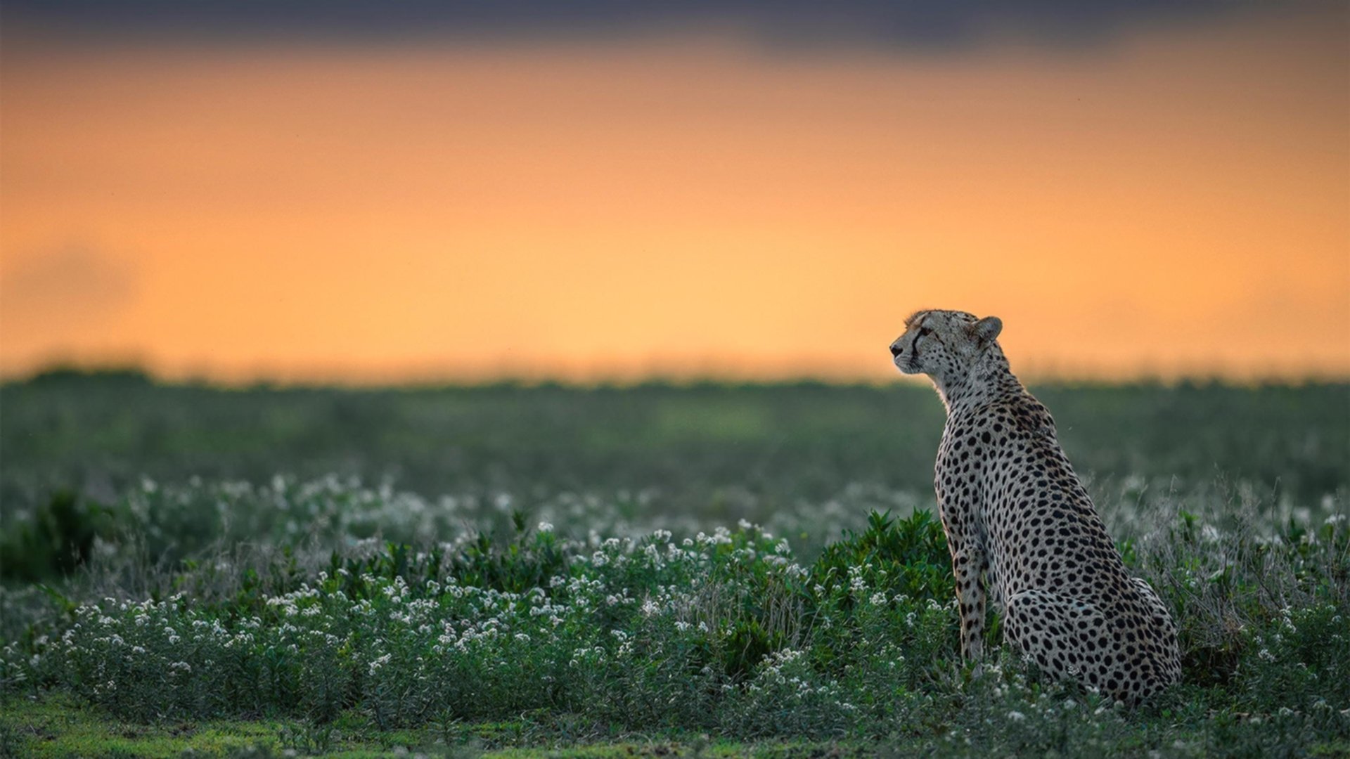 数据之巅的孤星败北，当拉梅洛的华丽交响曲终不敌绿军铁血协奏
